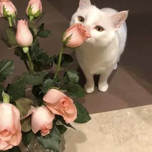 日本巨茎胖熊GV网站anime
